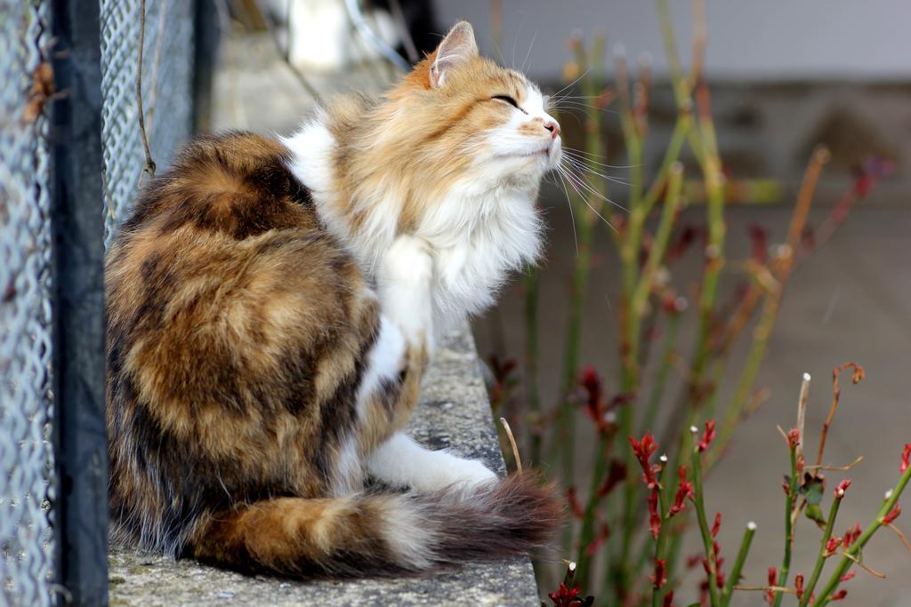 La Maison Des Chats Saint-Mary-le-Plain Eksteriør billede