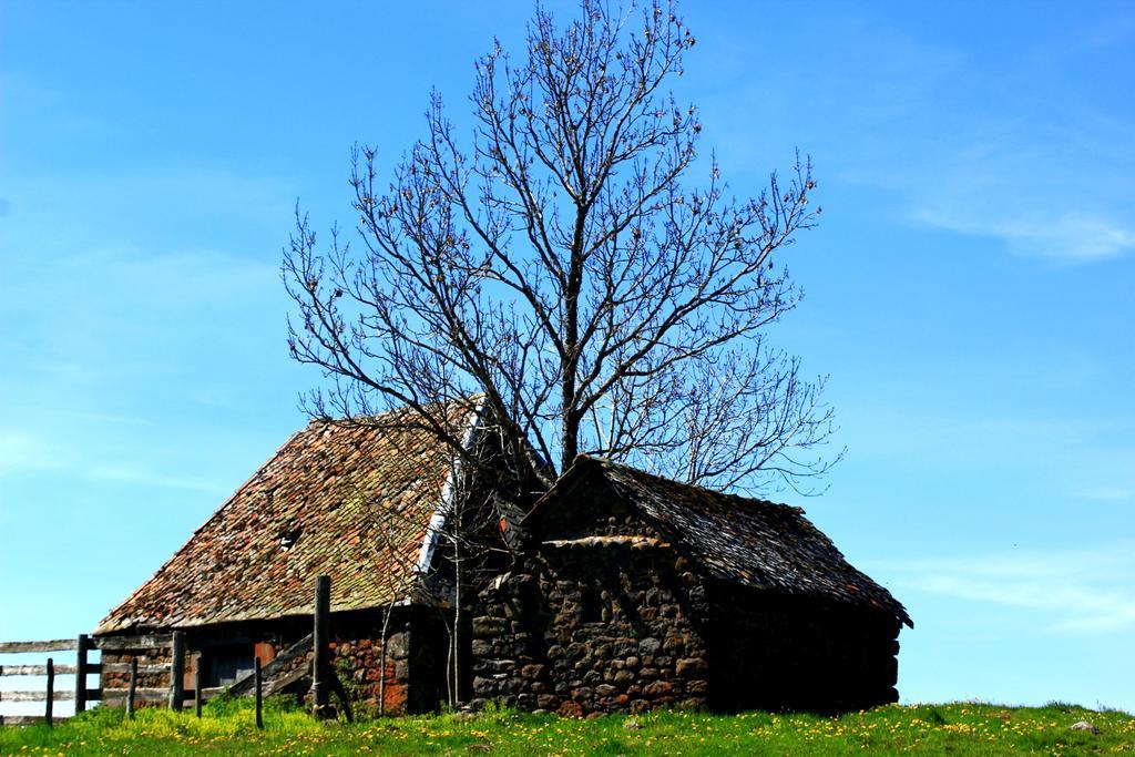La Maison Des Chats Saint-Mary-le-Plain Eksteriør billede