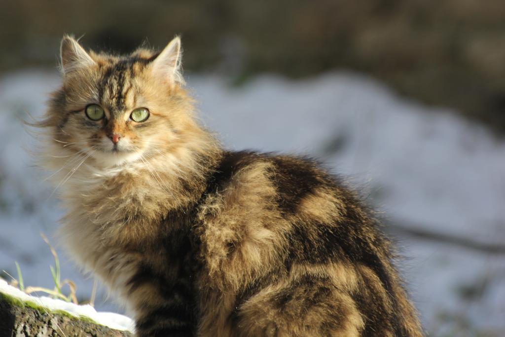 La Maison Des Chats Saint-Mary-le-Plain Eksteriør billede